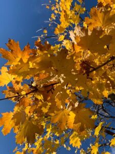 Herbst - leopold steuerberatung gmbh