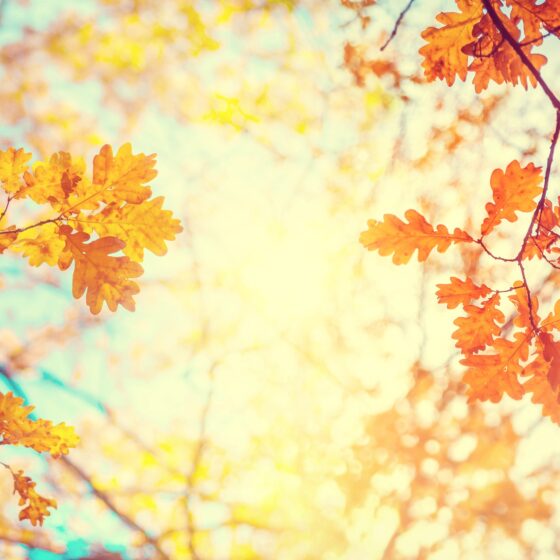 Ihr Herbst Update in der leopold steuerberatung gmbh